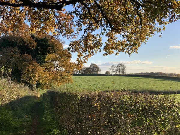 Hedgerow and Woodland-Strip