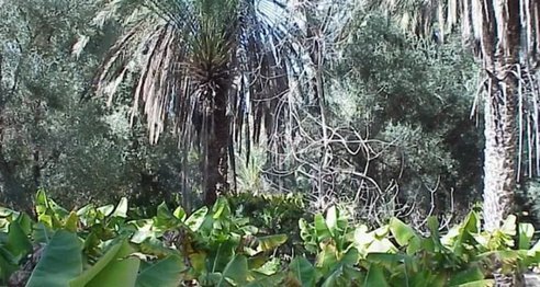 2000 year old food forest 